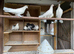 Fantails