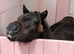Adorable miniature Shetland mare and foal