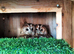 3 x Tawny Owls for Sale