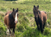 2 Year Old Friesian X Cob X ID Colts