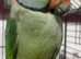 Alexandrine parrot for sale