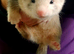 Gorgeous Angora x ferret kits READY NOW
