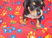 Jack Russell puppies
