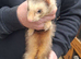 hob ferret