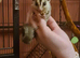 2 yr old male suger glider