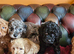 Gorgeous f1b Cavapoo puppys.health tested parents