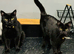 Black male cat very affectionate