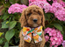 F1b Cockapoo Puppies Available