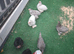 Bantam chickens