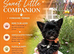 LAST GIRL! Mini Black Yorkshire Terrier