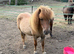 Beautiful dun Shetland pony