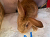 Mini lop Rabbit