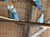 Peach faced lovebirds Lincolnshire