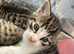 4 beautiful kittens for sale