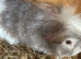 Female