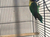 4 lovebirds with cage