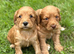 Red cockerpoo pups