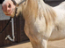 2yr old heavy cob gelding