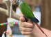 Green cheek conures
