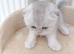British kittens