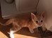 Boy kitten