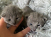TICA 5* pedigree Russian blue kittens