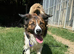 Beautiful male border collie