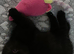 BEAUTIFUL BRITISH SHORTHAIR/LONGHAiR IN MANCHESTER