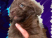 Goldendoodle puppies - Ready to go this weekend