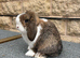 Mini lop girl