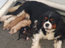 Gorgeous F1 Cavapoo Puppies