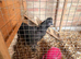 Two male silkies