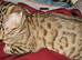 Bengal boy