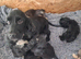 Cockapoo F1b Puppies READY NOW