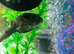 Topax puffer fish