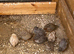 Beautiful Mini Quail