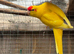 Stunning Kakarikis