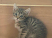 Tabby kittens available