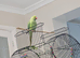 Rehome Indian Ringneck Parrot