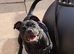 6 months old staffy x male