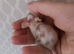 7 Female Mice Ready To Go From Next Friday £10 A Pair