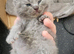 Stunning blue/silver bristish shorthair