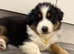 Australian Shepherd Puppies