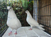 Budapest Pigeons for sale
