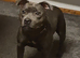 Blue staffy Female