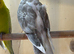 Cockatiels