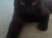 Male Kitten looking for a new home