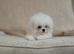 Shih tzu / Maltese Mix