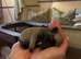 Beautiful Purebred Pug Puppy for sale