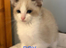 RAGDOLL X SNOWSHOE